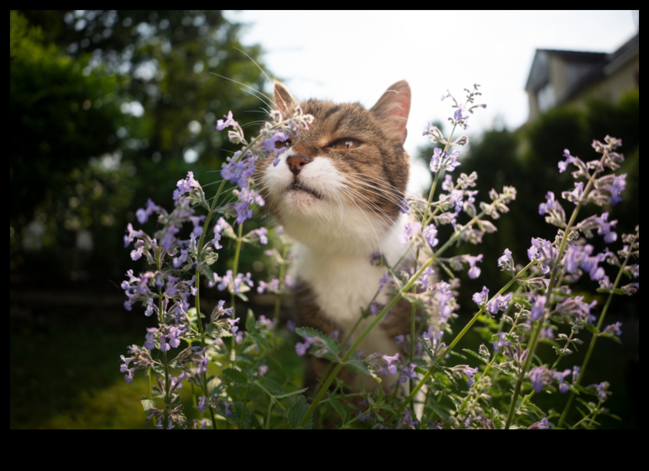 Cronici Catnip: Înțelegerea efectelor Catnip