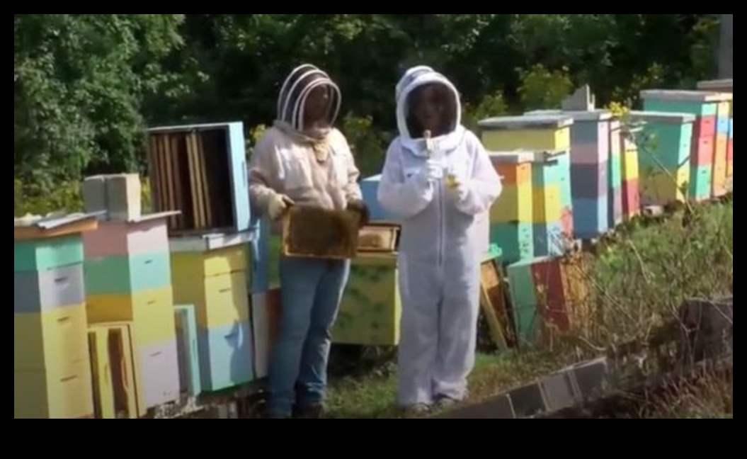 Nectar de cartier: Savurând dulceața pietrelor locale