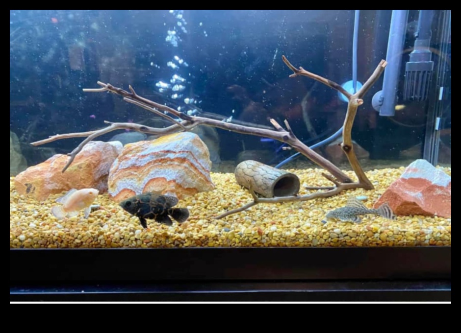 Fish Tank Friends Continuare: Vă prezentăm Tank Mates compatibili